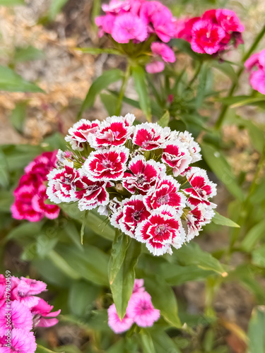 Tableau sur toile Sweet william dianthus cluster with red and white bicolor petals in garden