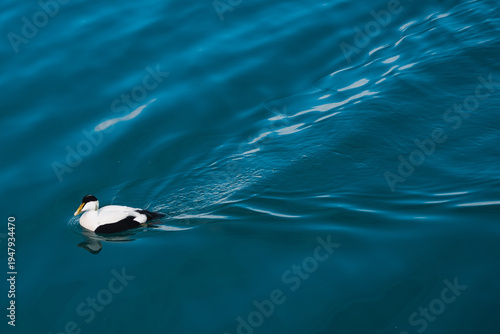 Canvastavla Male Common Eider duck gliding alone through vibrant blue turquoise blue water i