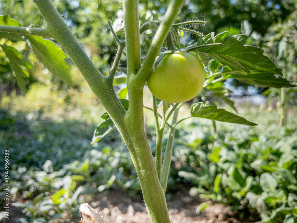 Fototapeta premium Unripe Green Tomatoes Growing on Vine in Organic Garden Close Up