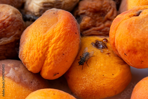 Rotten Moldy Apricots Close Up, Spoiled Organic Fruit Decay, Food Waste and Fungal Contamination Background