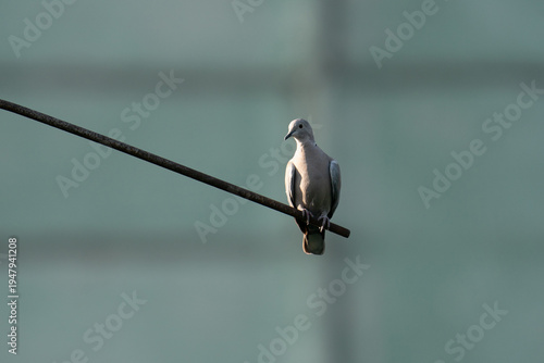 Eurasian collared dove perched on a metal rod