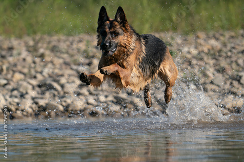 German Shepherd dog running through water with splashes