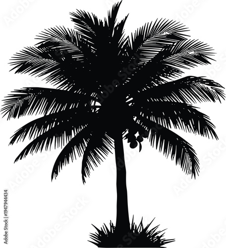 Coconut palm tree silhouette isolated, tropical beach plant with coconuts, exotic island nature element for summer landscape and botanical vector design