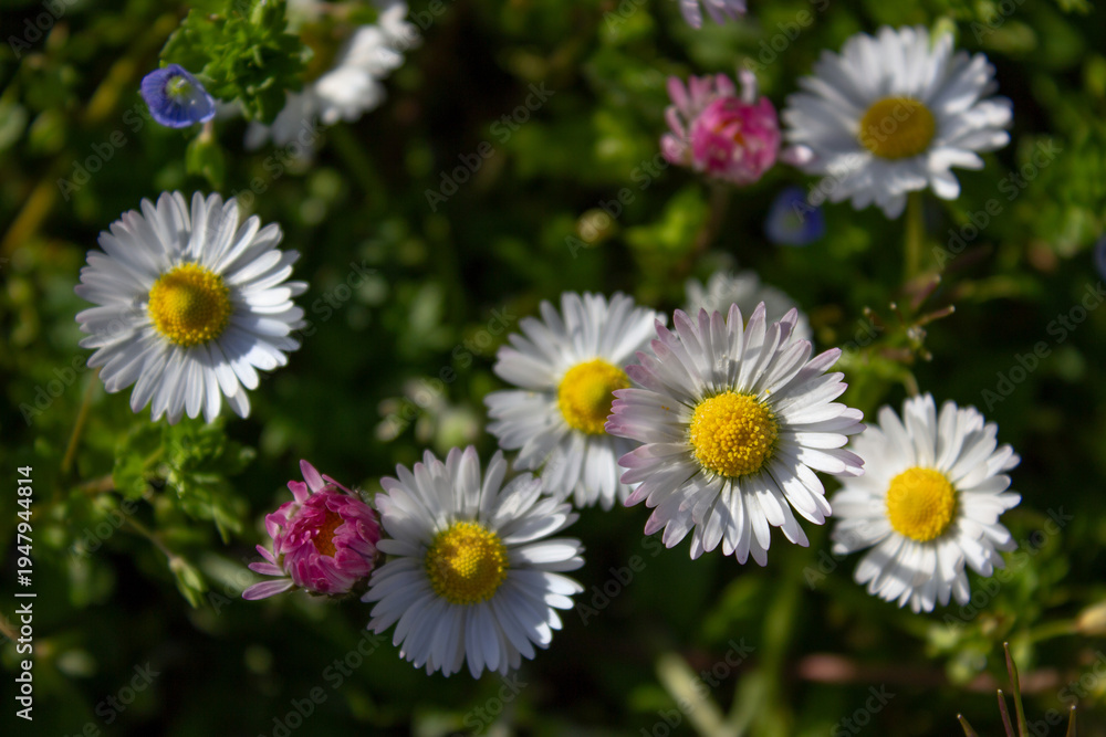 Fototapeta premium Close-up of wild daisies in a sunlit meadow. White petals and yellow centers stand out against soft green bokeh, with pink buds adding color to this peaceful spring nature scene.