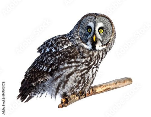 Gray owl with bright yellow eyes perches on a branch against a stark white background