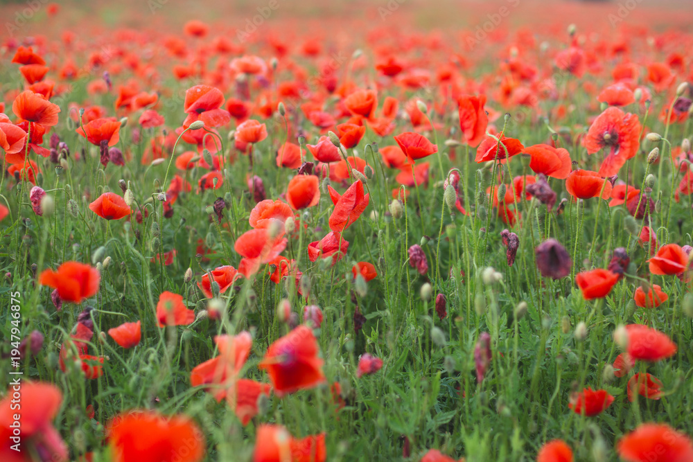 Fototapeta premium Abundant field of wild red poppies