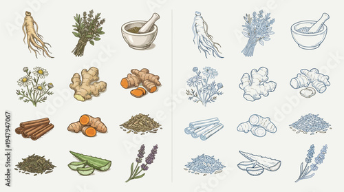 Collection of illustrations of various medicinal herbs and spices, including ginseng, chamomile, ginger, turmeric, cinnamon, aloe vera, and lavender, presented in both colored and line-art styles.