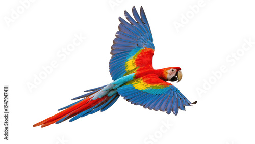 Obraz na płótnie Isolated majestic tropical bird with vibrant red, blue, and yellow feathers in f