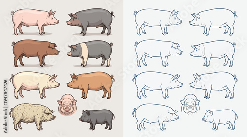 Collection of various pig breeds illustrated in color and outline, showcasing different coat colors and body types.