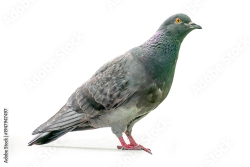 Greyblack mottled bird perched, profile view, elongated tail and wingtips light, small round eye, natural lighting left side a