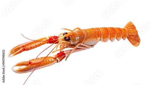 Quadro su tela Isolated delicious cooked orange langoustine, also known as Norway lobster, fres