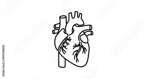 Anatomical Heart Illustration: Line Art, Medical Symbol, Cardiovascular System