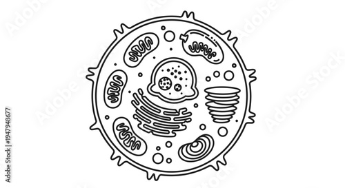 Animal Cell Diagram: Mitochondria, Nucleus, Golgi Apparatus, Ribosomes, Cytoplasm