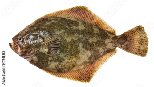Foto Isolated fresh sole flounder fish, flatfish with unique camouflage pattern, read