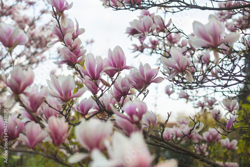 Exquisite pink magnolia blossoms against a soft sky