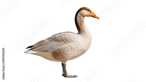 Isolated graceful domestic goose with warm brown and cream plumage, standing in profile