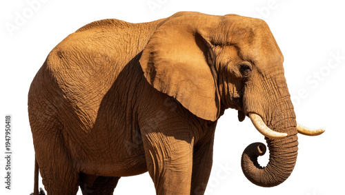 Photos Isolated African elephant standing in profile, showcasing majestic tusks and wri