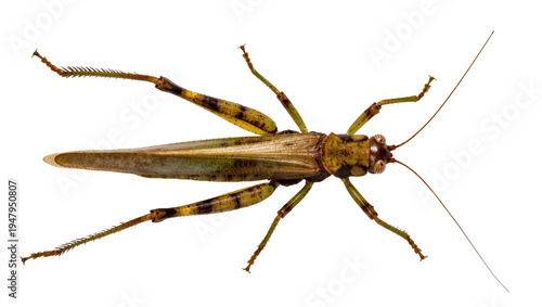 Tableau sur toile Isolated adult katydid insect with detailed green and brown camouflage patterns