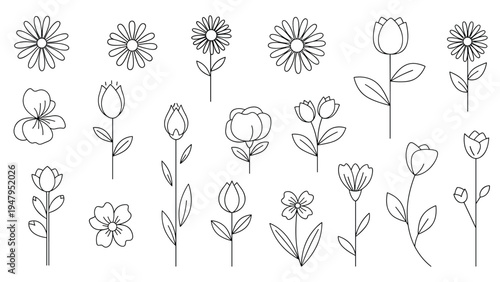 Large collection of simple line art flower drawings showing various species like daisies, tulips, and roses for botanical illustrations.
