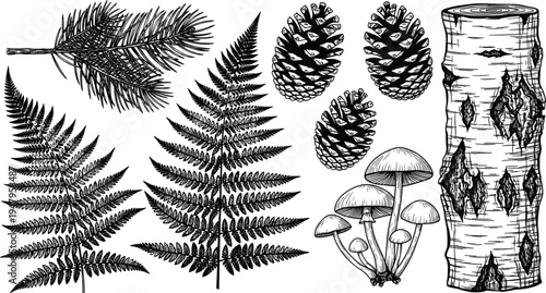 Hand drawn forest botanical set with fern leaves pine branches cones mushrooms and birch tree log wood isolated on white background