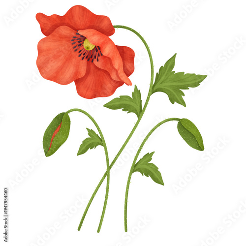 watercolor of Red Poppies with Buds illustration