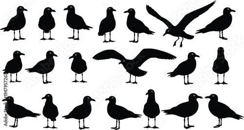 WebSeagull bird silhouettes set cad drawing flat vector illustration of sea gulls flying standing and perching in various coastal poses.