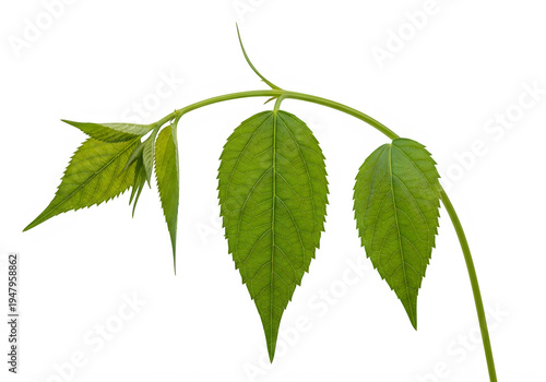 A green leafy vine with three leaves isolated on transparent background