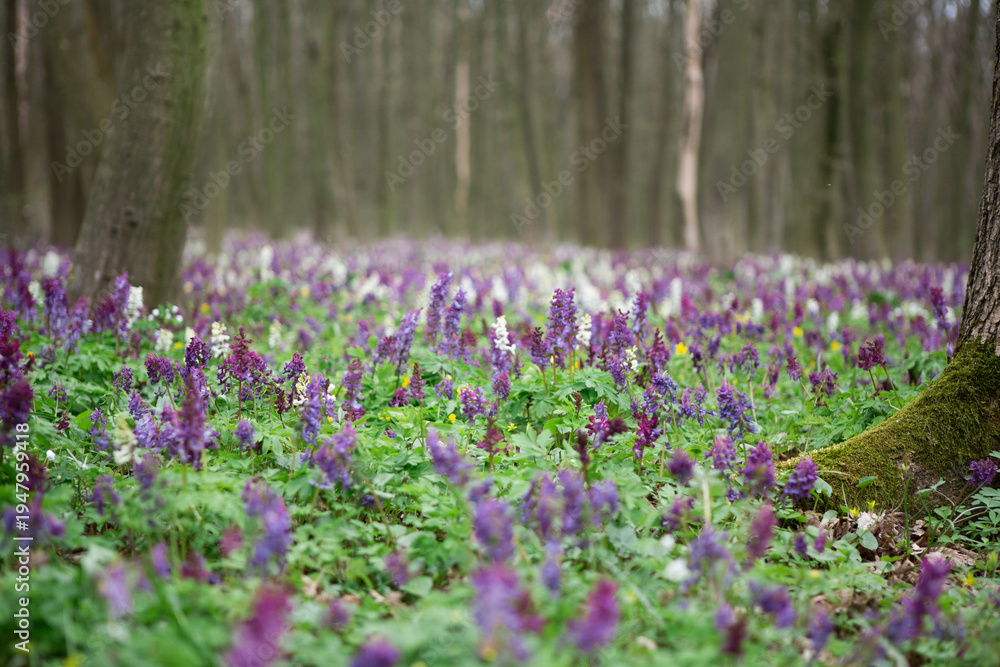Obraz premium Forest floor blooming with purple corydalis wildflowers in spring