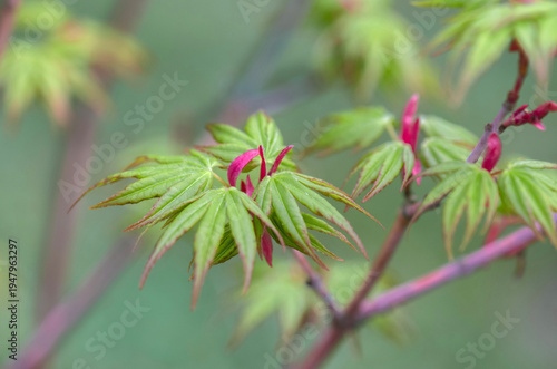 closeup on japanese maple sangokaku with leaf at heart and branches pink and ...