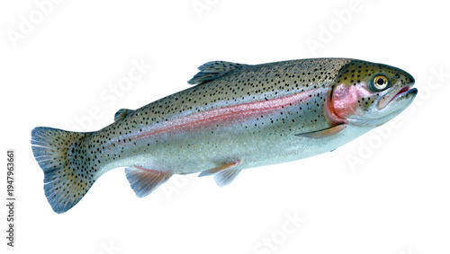Foto Isolated rainbow trout swimming, a colorful freshwater fish with iridescent scal