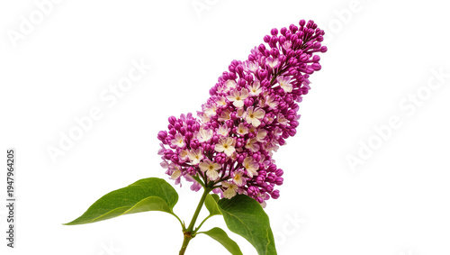 Photography Isolated beautiful vibrant purple and white lilac flower branch with fresh green