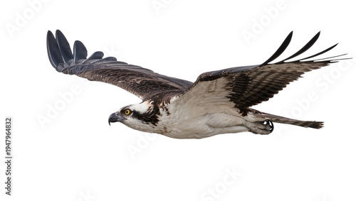 Isolated osprey in dynamic flight, powerful wings outstretched, keen eyes searching.
