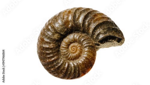 Isolated ancient ammonite fossil, a perfectly preserved spiral shell from a prehistoric marine mollusc