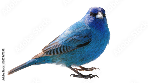 Cuadro en lienzo Isolated beautiful blue indigo bunting wild bird with vibrant feathers, facing t