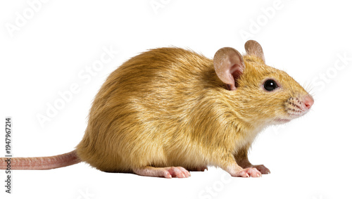 Valokuva Isolated full body profile of a cute small light brown house mouse or rodent sta