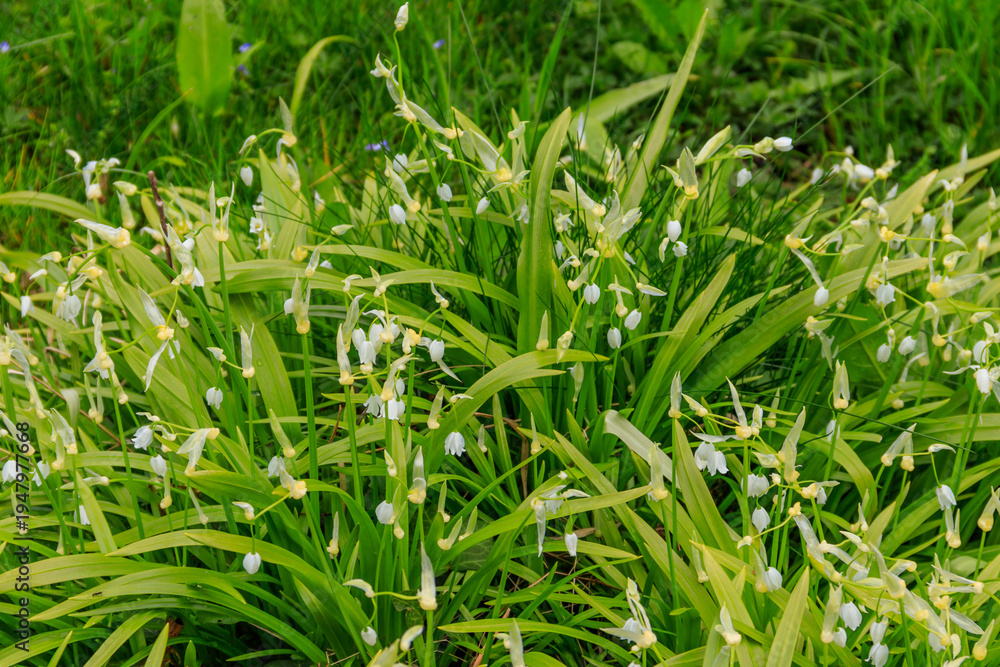 Obraz premium Few-flowered garlic or few-flowered leek (Allium paradoxum), species of wild onion