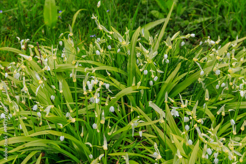 Konstfotografi Few-flowered garlic or few-flowered leek (Allium paradoxum), species of wild oni