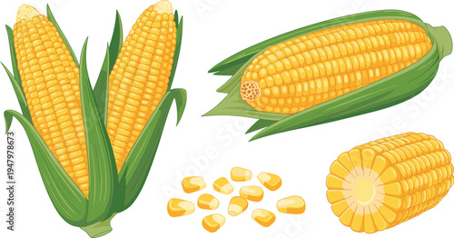 Set of Fresh Sweet Corn Cobs on the Stalk with Green Husks and Yellow Kernels Healthy Organic Vegetable Harvest Vector Illustration
