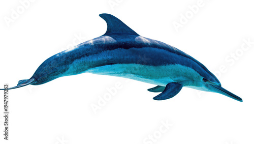 Isolated beautiful blue dolphin gracefully swimming or leaping in a dynamic powerful pose