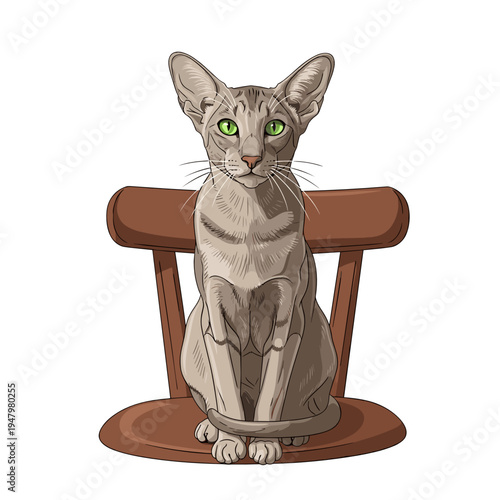 Oriental Shorthair cat with green eyes sitting on chair