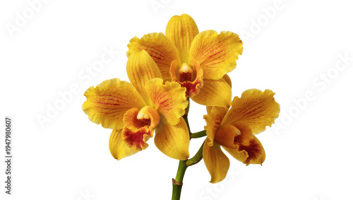 Isolated bright yellow orchids with red details on a stem, vibrant tropical flower close-up.