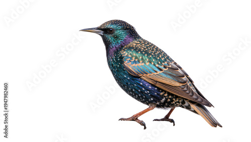 Isolated European starling bird featuring vibrant iridescent plumage and distinct orange legs