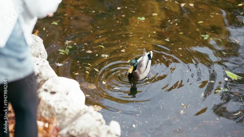 High angle view of a person standing on the rocky shore of a pond, feeding a colorful male mallard duck swimming in the water
