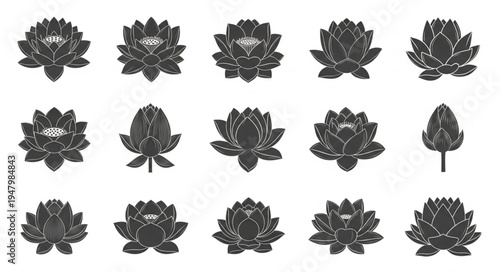Collection of Lotus Flower Illustrations in Various Stages of Bloom.