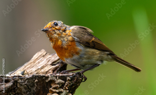 Obraz na plátne Juvenile robin on a branch