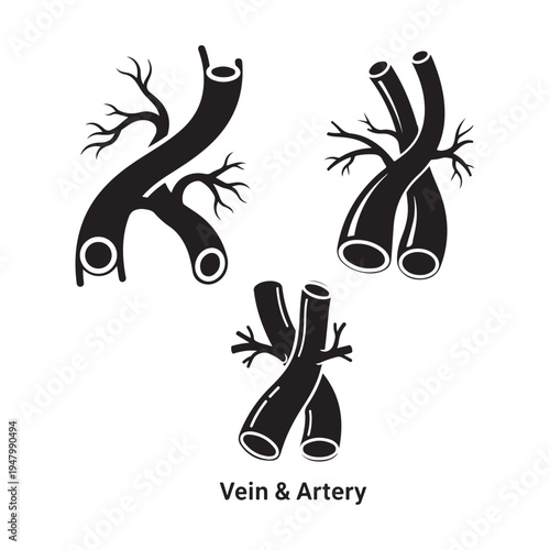 Human blood vessels vein and artery anatomy vector illustration