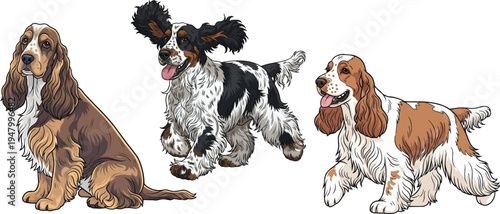 English Cocker Spaniel dog sitting side profile walking pose set