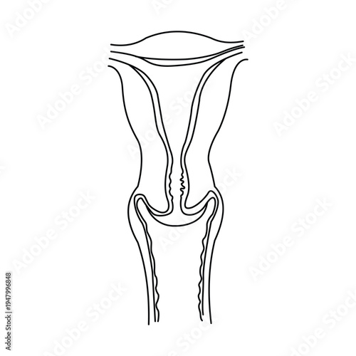 Cervix icon vector illustration