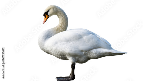 Isolated elegant white swan with an orange beak standing gracefully on one leg, full body