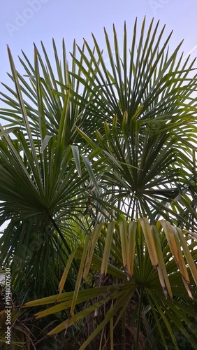 Trachycarpus Fortunei palm tree seen from below with tropical fan leaves